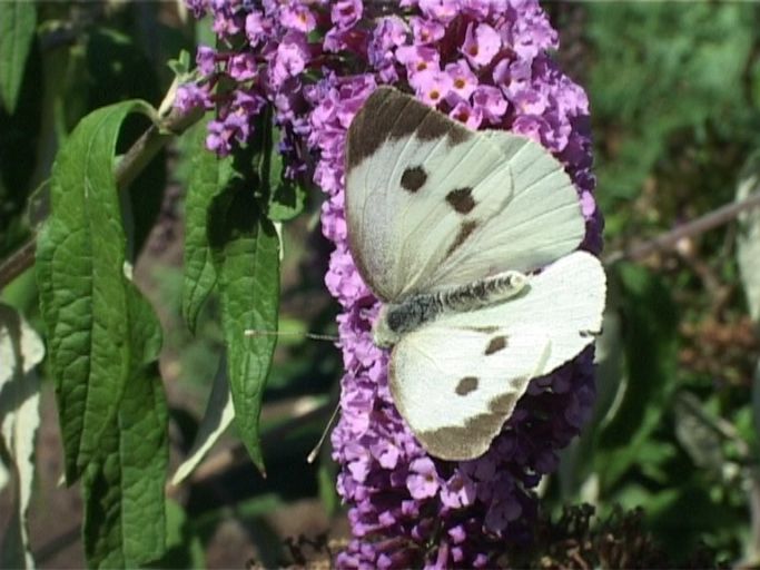 Großer Kohlweißling ( Pieris brassicae ), Weibchen, auf Sommerflieder : Moers, in unserem Garten, 13.08.2005